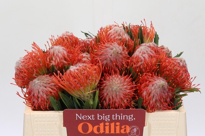 <h4>Nutans Tango</h4>