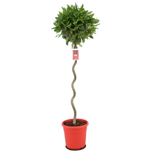 Laurus nobilis Spiraal stam