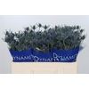 Eryngium Blue Dynamite