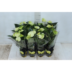 ANTHURIUM VANILLA P09 PREMIUM
