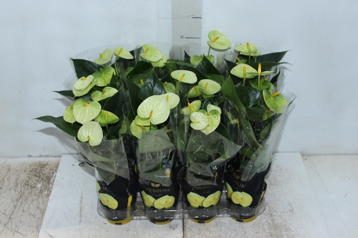 <h4>ANTHURIUM VANILLA P09 PREMIUM</h4>