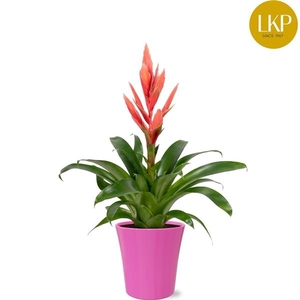 Tillandsia Ziva Roze Coco
