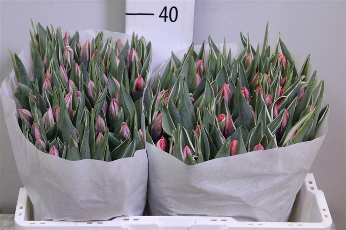 <h4>Tu En Pretty Princes</h4>