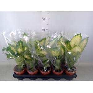 Dieffenbachia  'Camilla'