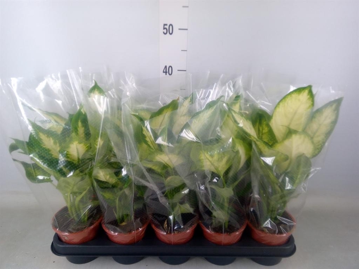 <h4>Dieffenbachia  'Camilla'</h4>