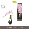 Phal Form. Iguaza Falls Black Giftbox
