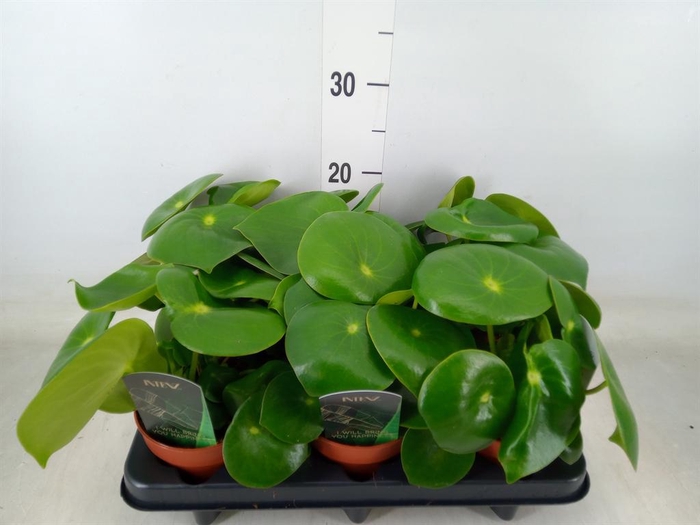 <h4>Peperomia polybotrya 'Raindrop'</h4>
