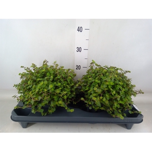 Callisia repens
