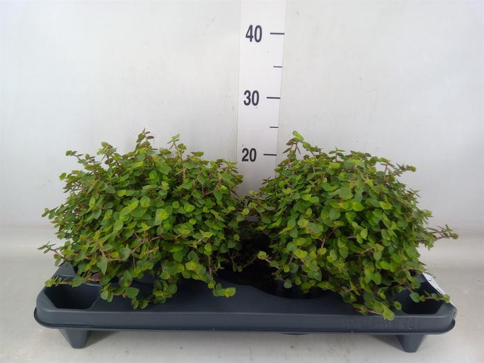 <h4>Callisia repens</h4>