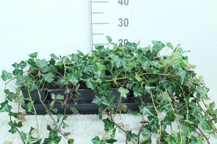 <h4>Hedera hibernica</h4>