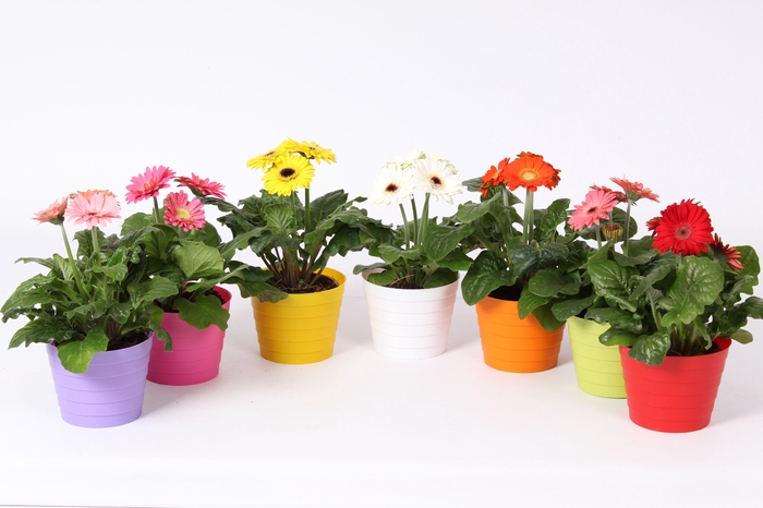 <h4>Gerbera belicht 2+bl 12cm in madrid pot diverse kleuren</h4>
