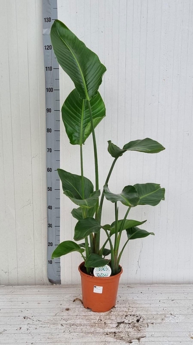 <h4>STRELITZIA NICOLAI</h4>