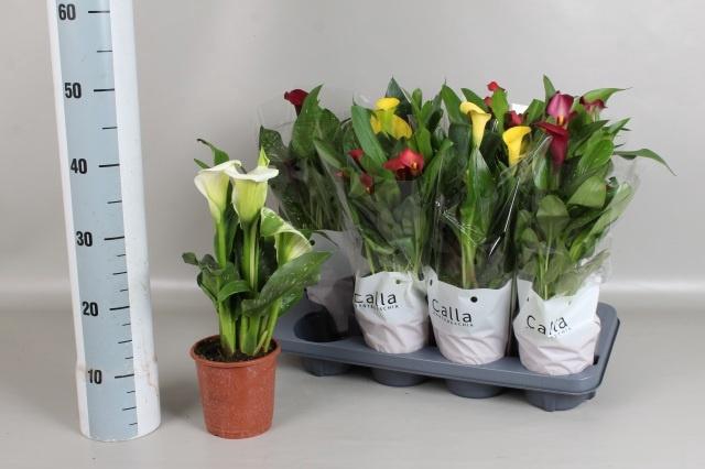 <h4>ZANT GEM 5 KL</h4>