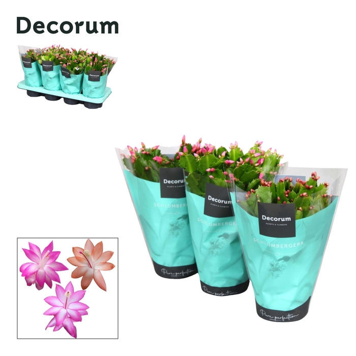 <h4>Schlumbergera gemengd 4 kleuren</h4>