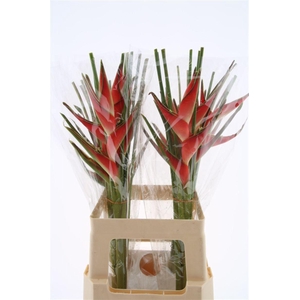 Hel Caribea Stricta 70cm