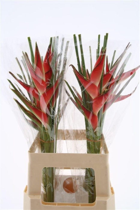 <h4>Hel Caribea Stricta 70cm</h4>