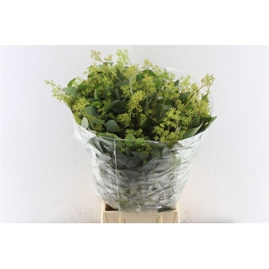 Euca Populus Berry 300 Gram