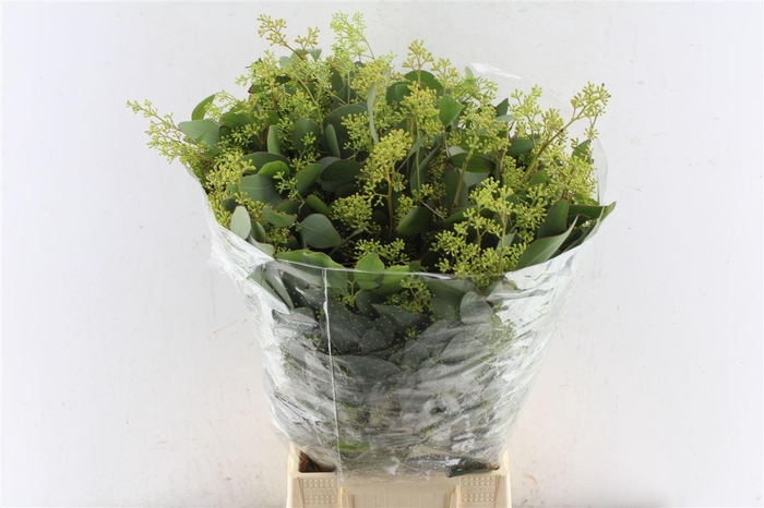 <h4>Euca Populus Berry 300 Gram</h4>