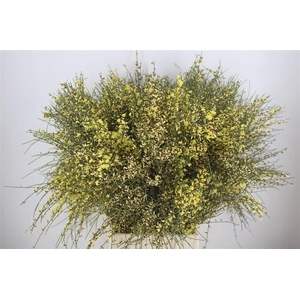 Ginster 400gr Yellow P Bunch