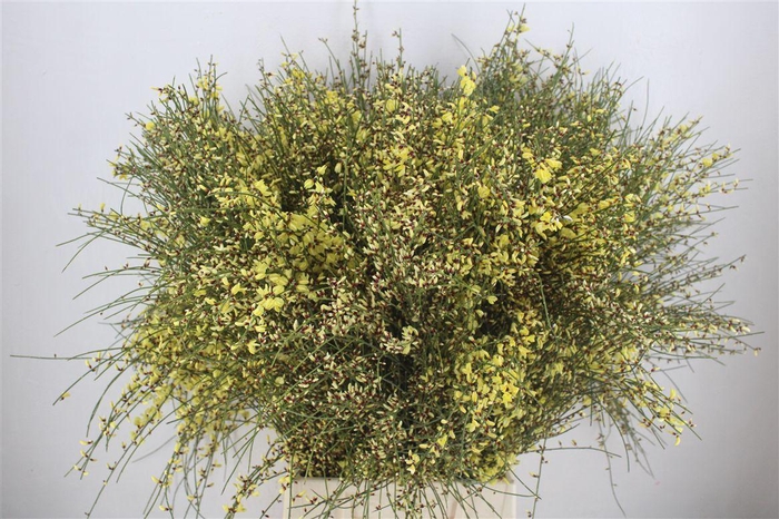 <h4>Ginster 400gr Yellow P Bunch</h4>