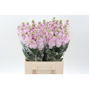 Matth Iron Cherry Bl