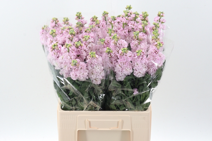 <h4>Matth Iron Cherry Bl</h4>