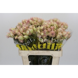 Blushing Bride Ayoba Satin Star