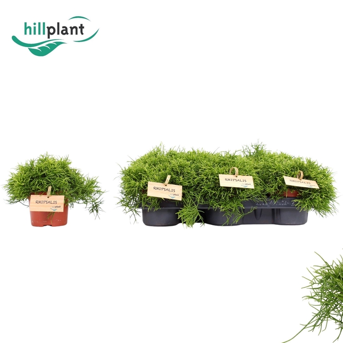 <h4>RHIPSALIS CASSUTHA</h4>