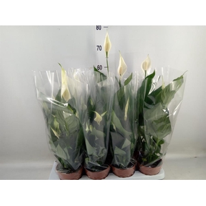 Spathiphyllum  'Sweet Chico'