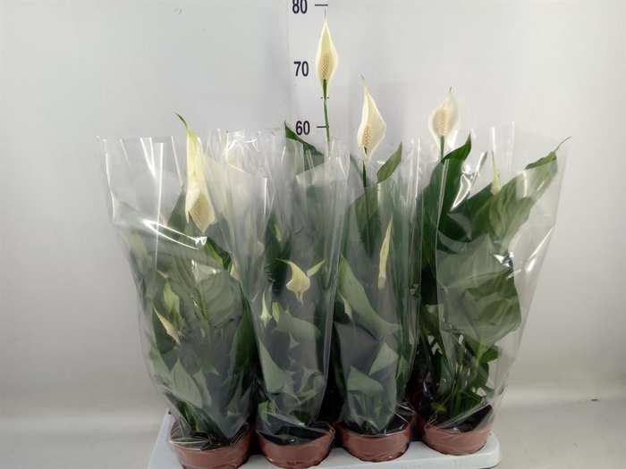 <h4>Spathiphyllum  'Sweet Chico'</h4>