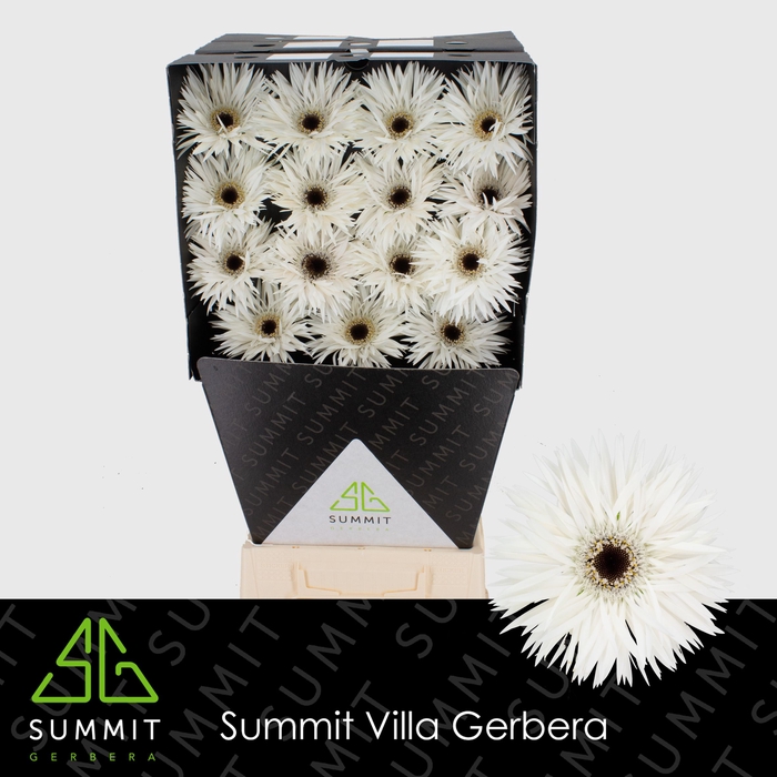 <h4>Gerbera Spider Garden Ghost Diamond</h4>