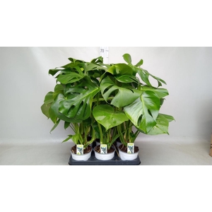 Monstera delic.