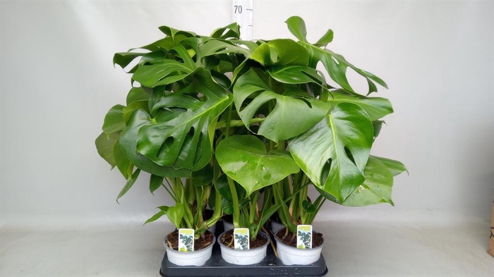 <h4>Monstera delic.</h4>