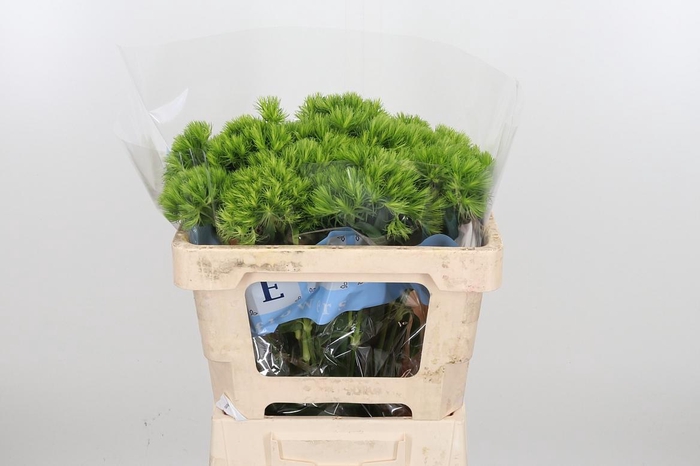 <h4>Di Barb Green Wicky</h4>