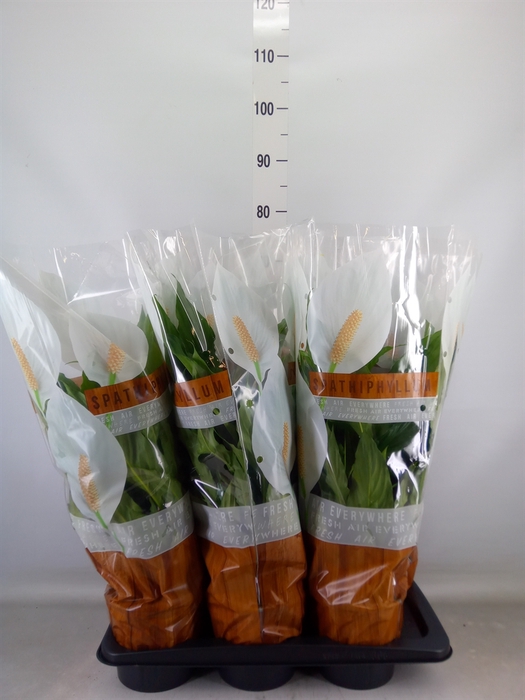 <h4>Spathiphyllum  'Sweet Chico'</h4>