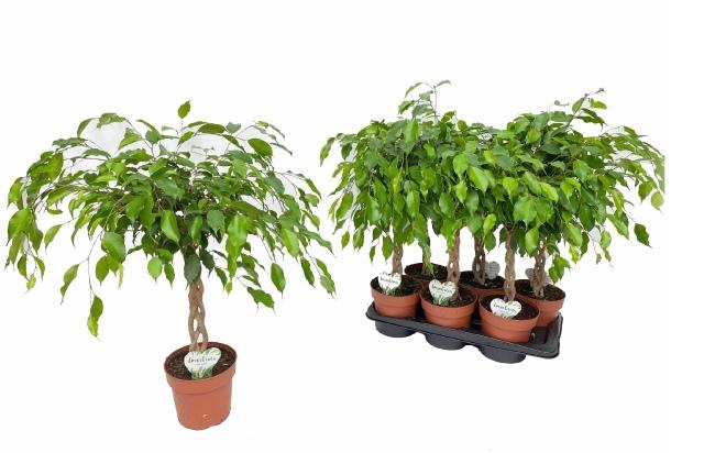 <h4>Fic Be Exotica</h4>