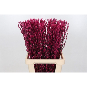 Salix Caprea Snow Flake P. Cerise