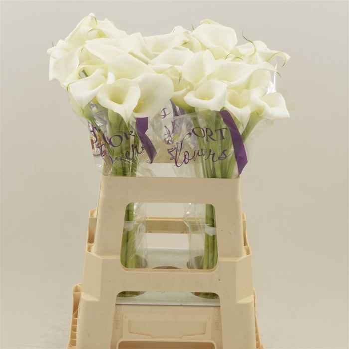 <h4>Zantedeschia white mambo</h4>