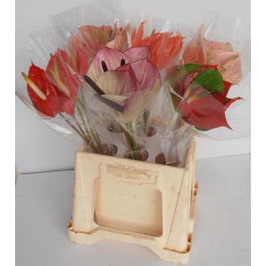 Anthurium Mix