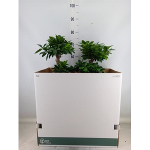 Ficus microcarpa 'Ginseng'