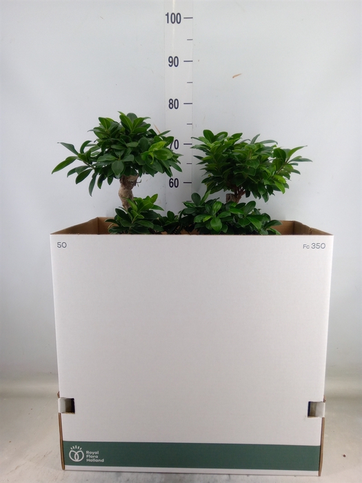 <h4>Ficus microcarpa 'Ginseng'</h4>