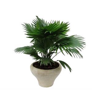 Livistona rotundifolia hoedje cremé met schors