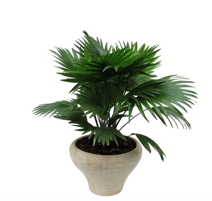 <h4>Livistona rotundifolia hoedje cremé met schors</h4>