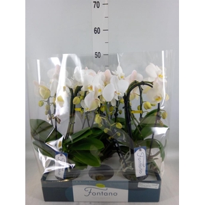 Phalaenopsis   ...white