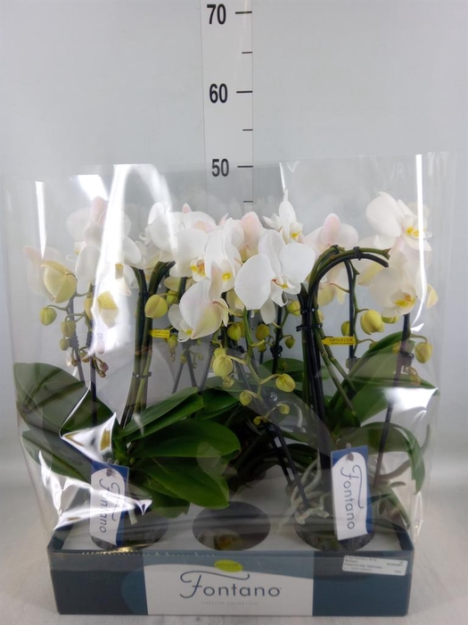 <h4>Phalaenopsis   ...white</h4>