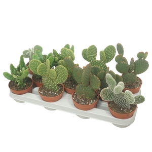 Opuntia
