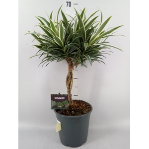 Dracaena refl.   ...