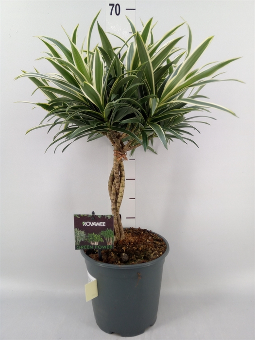 <h4>Dracaena refl.   ...</h4>