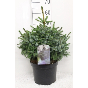Picea omorika ' Nana' P29 potgedrukt