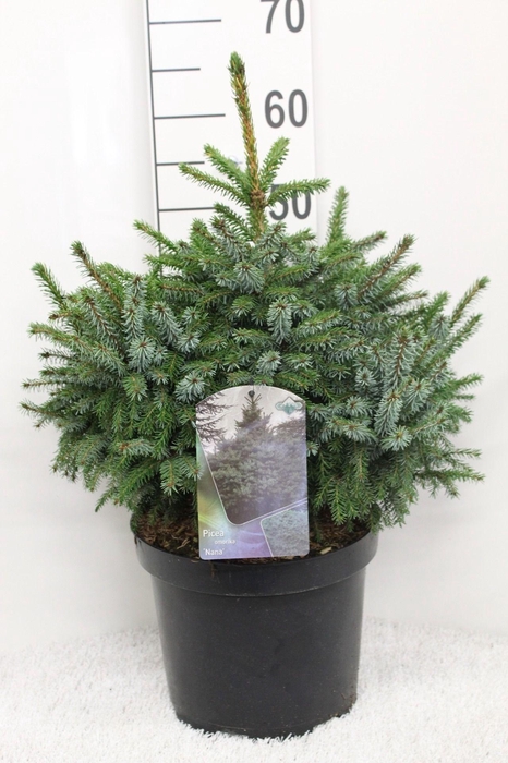 <h4>Picea omorika ' Nana' P29 potgedrukt</h4>